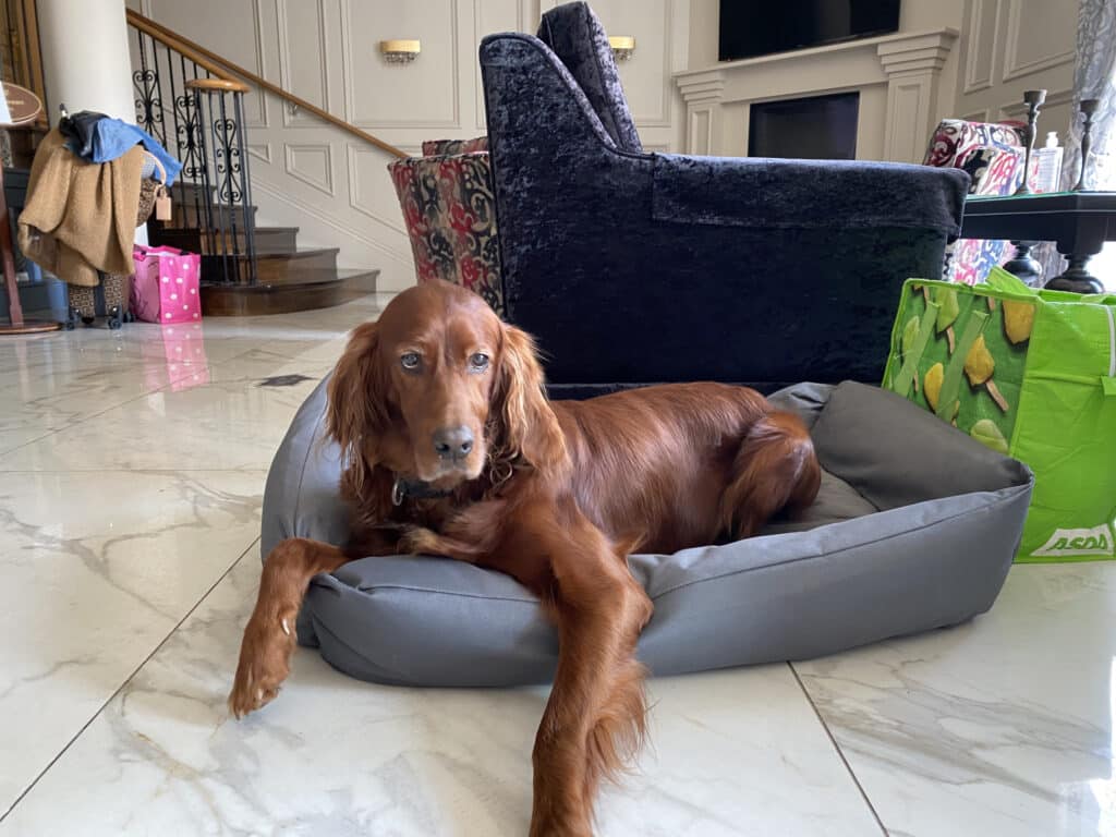 Dog lying on a padded bed in the hotel lobby with armchairs and marble flooring nearby.